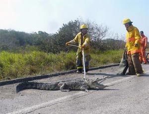 Atrapan bomberos a cocodrilo en Altamira