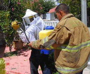 Tres bomberos y un civil fueron atacados por enjambre de abejas