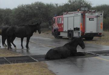 Rescataron un caballo atrapado en una rejilla