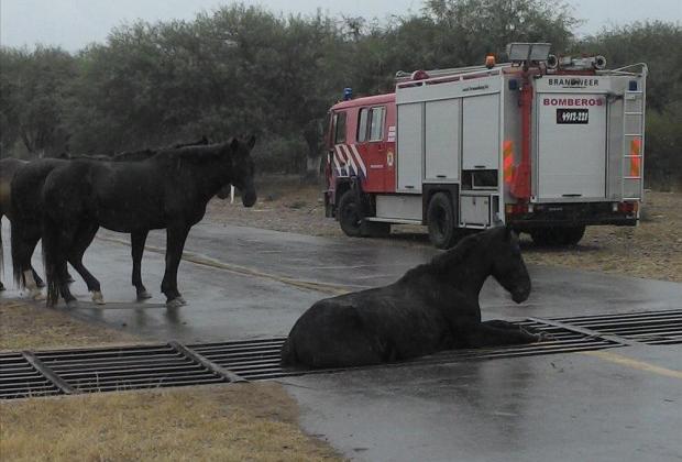 Rescataron un caballo atrapado en una rejilla