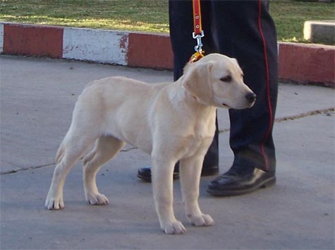 Bomberos de Cañuelas buscan un perro de rescate