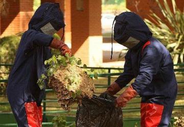 Dos bomberos ingresados en hospital al picarles unas 100 avispas en Ceuta