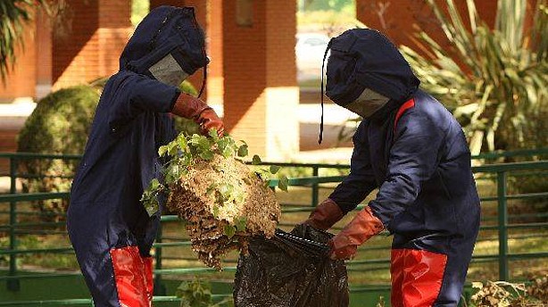 Dos bomberos ingresados en hospital al picarles unas 100 avispas en Ceuta