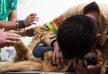 Con honores y entre lágrimas despidieron a Jacobo, el perro bombero
