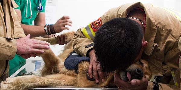 Con honores y entre lágrimas despidieron a Jacobo, el perro bombero