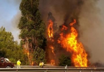 Incendio forestal avanza sin control: evacuan viviendas cercanas