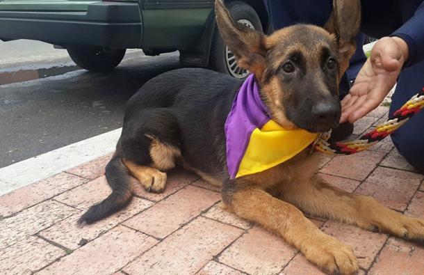 Jacobo II es el nuevo perro de rescate de los Bomberos de Bogotá