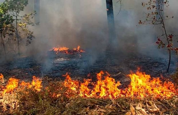 Bomberos combate incendio en Cerro del Toro