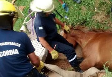 Bomberos rescataron a un caballo que había caído en una zanja