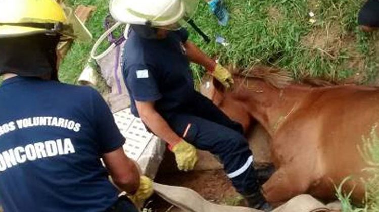 Bomberos rescataron a un caballo que había caído en una zanja