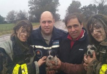 Bomberos Voluntarios rescataron de un zanjón a dos perros pequeños