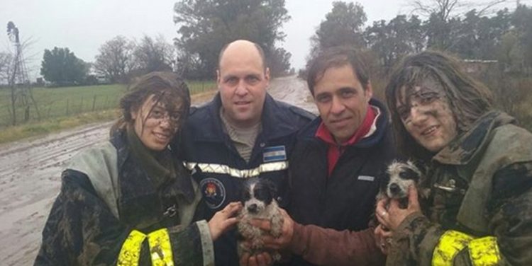 Bomberos Voluntarios rescataron de un zanjón a dos perros pequeños