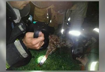 Bomberos de Arrecifes salvaron la vida a un perro con RCP