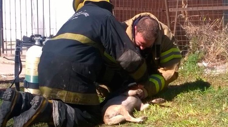 Con RCP un perro fue salvado por los bomberos tras un incendio