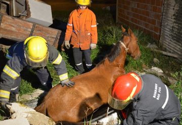 Bomberos fueron apedreados mientras rescataban un caballo