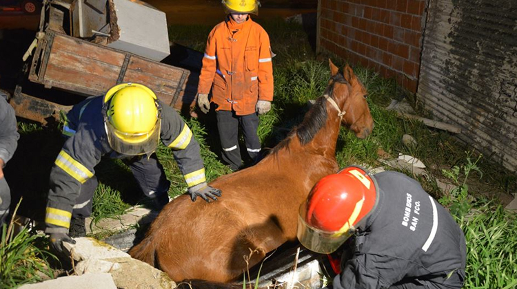 Bomberos fueron apedreados mientras rescataban un caballo