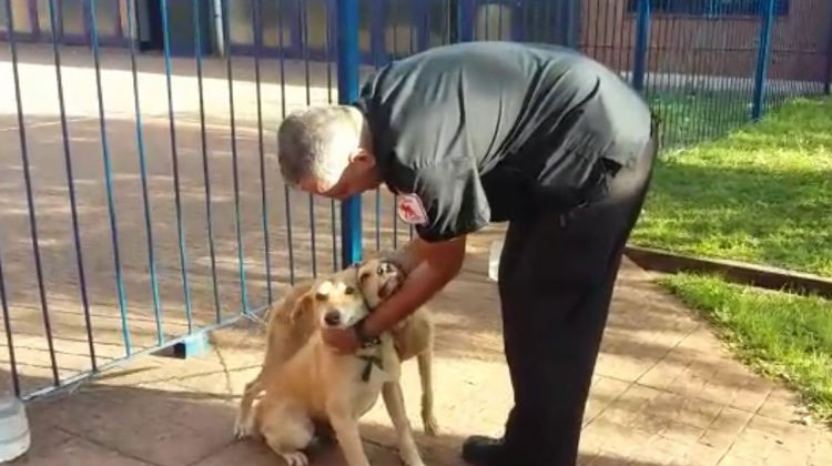 Los bomberos voluntarios buscan hogar para dos perritos rescatados