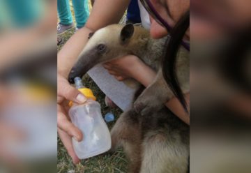 Brigadistas rescatan a oso hormiguero de incendio forestal