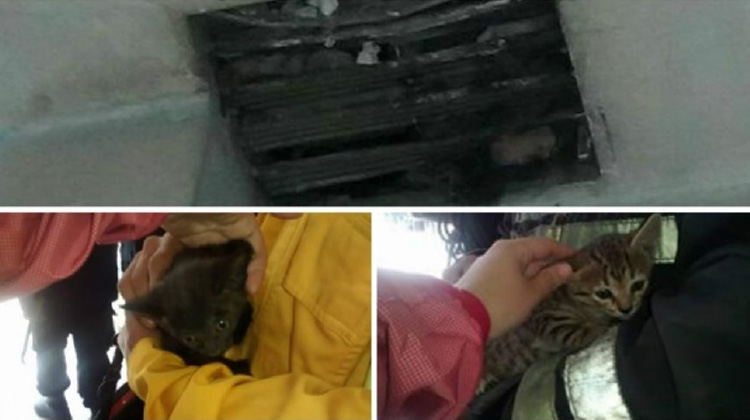 Bomberos rescataron dos gatitos atrapados en un respiradero