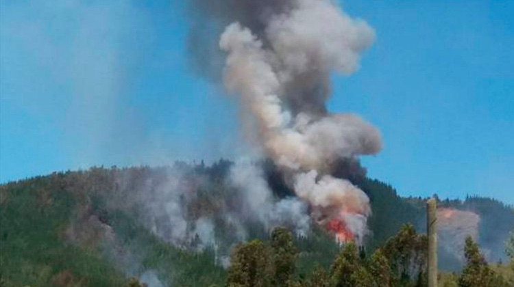 Mueren tres brigadistas mientras combatían incendio forestal