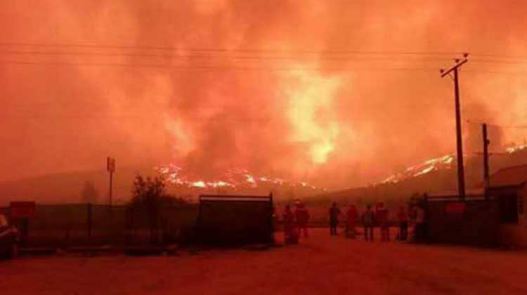 Bombero sufrió lesiones tras caerle un árbol en incendio