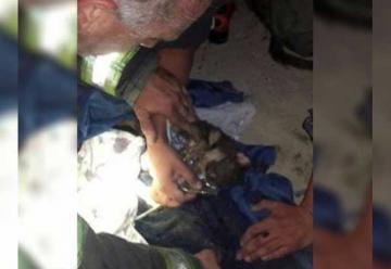 Bomberos reanimaron un cachorro con masajes cardíacos y oxígeno