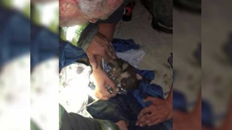 Bomberos reanimaron un cachorro con masajes cardíacos y oxígeno