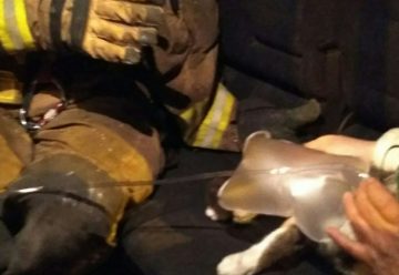 Los bomberos reaniman a un gato y le hacen el boca a boca