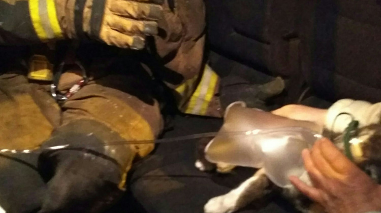 Los bomberos reaniman a un gato y le hacen el boca a boca