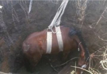 Un caballo cayó a un pozo y Bomberos lo rescató