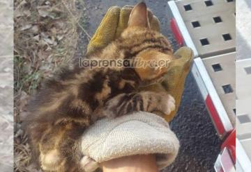 Bomberos rescatan a gatito en incendio en Guanacaste