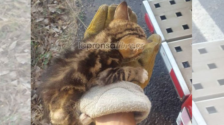 Bomberos rescatan a gatito en incendio en Guanacaste