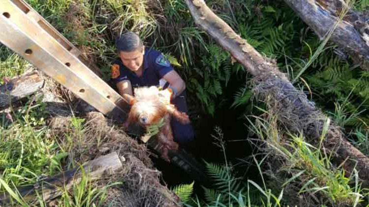 Bomberos rescataron a un perrito y a un caballo