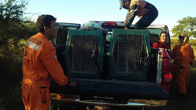 Bomberos colaboran en la búsqueda de Micaela García