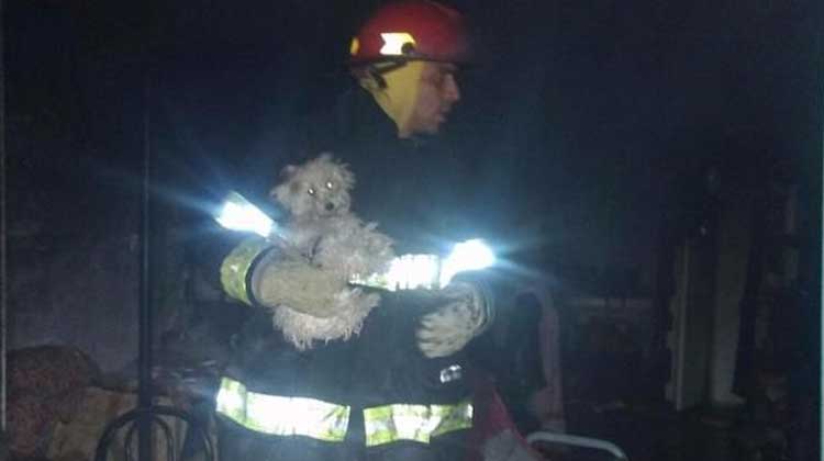 Bomberos rescató un caniche en medio de un voraz incendio