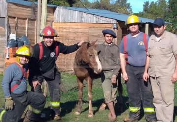 Bomberos de Zárate rescató un caballo que cayó en un pozo