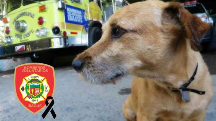 Murió Antonio, el perro de los Bomberos de Ibagué