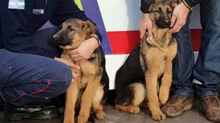 Se agrandó la familia de K9 de bomberos de Punta Alta