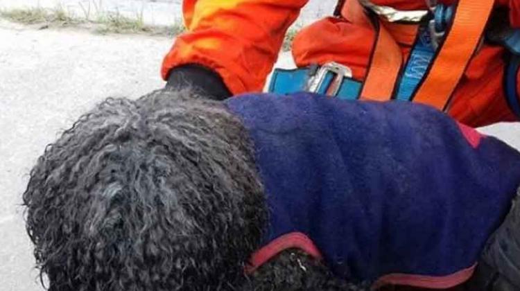 Bomberos de Yerba Buena rescataron un perro de un canal