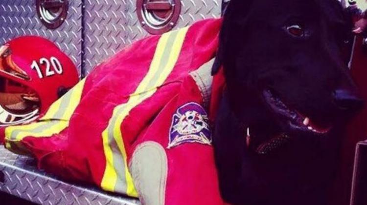 Roban a perrita de los bomberos de San Juan de Miraflores