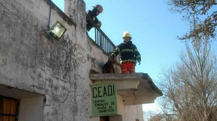 bomberos rescataron a un perro atrapado en un alero