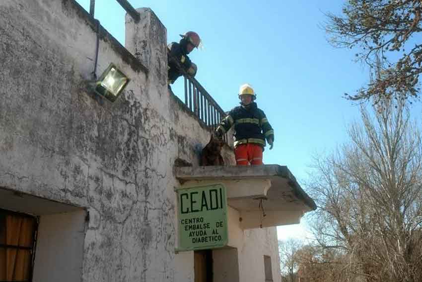 bomberos rescataron a un perro atrapado en un alero