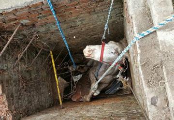 Bomberos de Gualeguaychú rescataron un caballo de un pozo