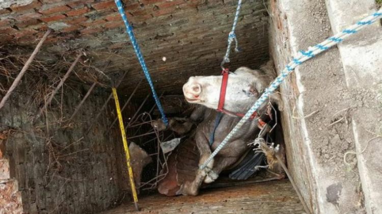 Bomberos de Gualeguaychú rescataron un caballo de un pozo