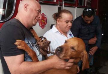 Reciben entre aplausos a bomberos y héroes caninos rescatistas