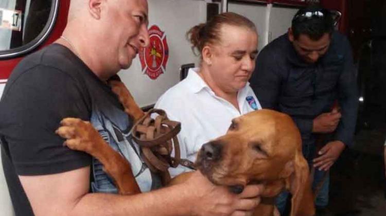 Reciben entre aplausos a bomberos y héroes caninos rescatistas