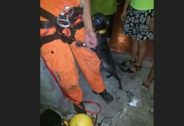 Perrita agradece con euforia a bomberos que la rescataron de un pozo