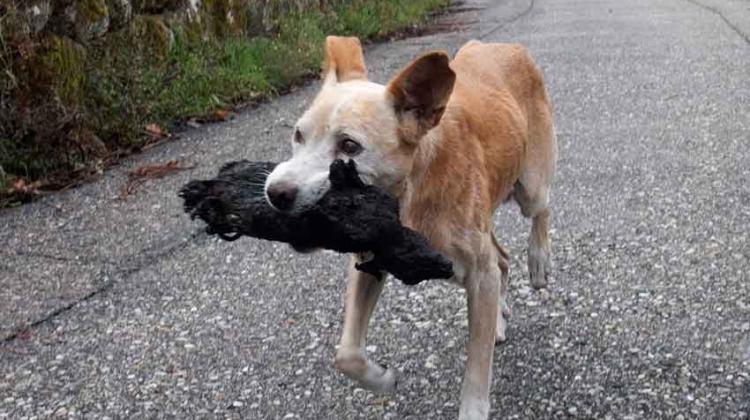 El perro viral del incendio de Galicia no llevaba a su cría calcinada