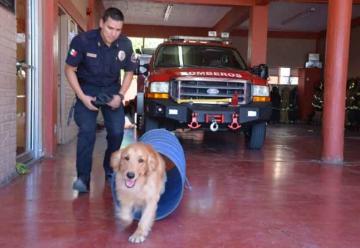 Bomberos Voluntarios piden apoyo para binomio canino