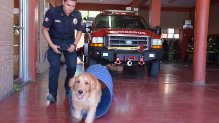 Bomberos Voluntarios piden apoyo para binomio canino